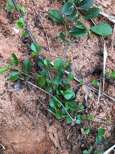 Grewia rhombifolia, photographed by Cheng-Tao Lin