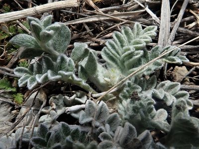 Astragalus utahensis, photographed by Mitch Van Dyke