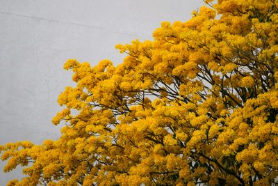 Handroanthus guayacan, photographed by Bruno de Medeiros