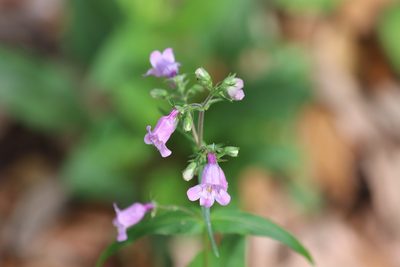 Penstemon tenuis, photographed by Rich Sommer