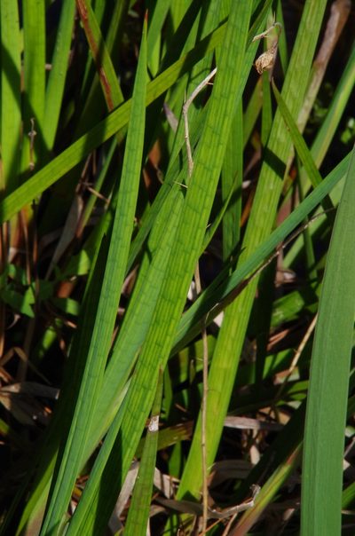 Juncus polycephalus, photographed by Eric Knight
