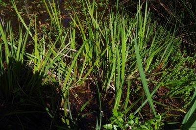 Juncus polycephalus, photographed by Eric Knight