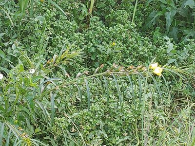 Ludwigia longifolia, photographed by scann