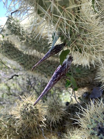 Pauciflora parvifolia, photographed by Kenzie Anderson-Bell