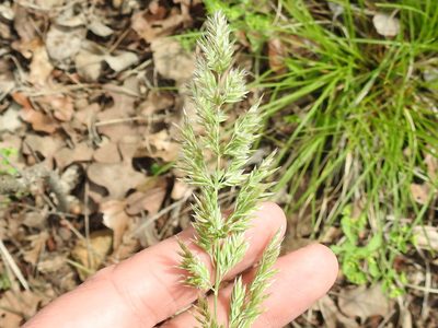 Poa arachnifera, photographed by Sam Kieschnick