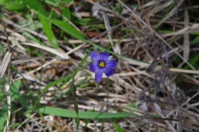 Sisyrinchium atlanticum, photographed by Eric Knight