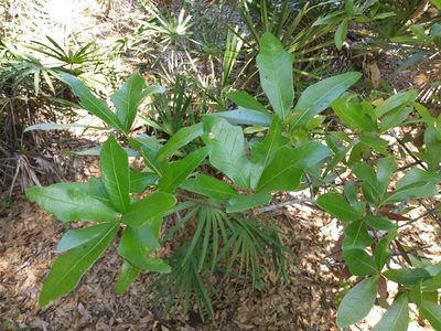 Quercus hemisphaerica, photographed by Daniel Estabrooks