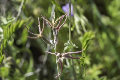 Lyrocarpa coulteri, photographed by Craig Martin
