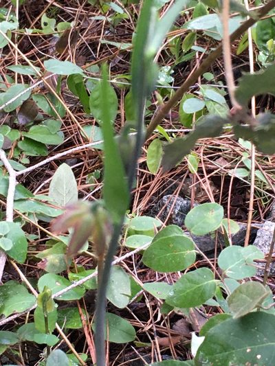 Fritillaria micrantha, photographed by rickr