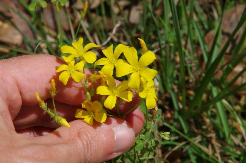 Oxalis texana, photographed by Eric Knight