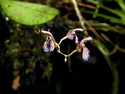 Stelis villosa, photographed by Kai Squires
