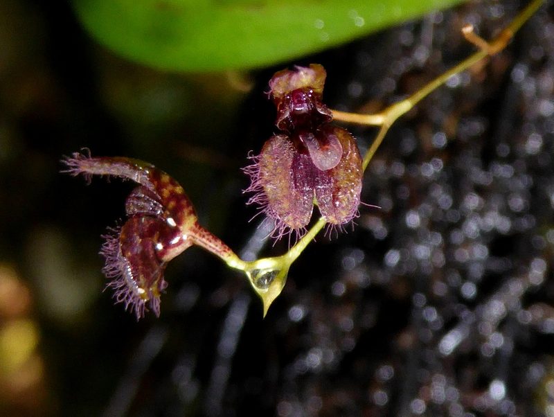 Stelis villosa, photographed by Kai Squires