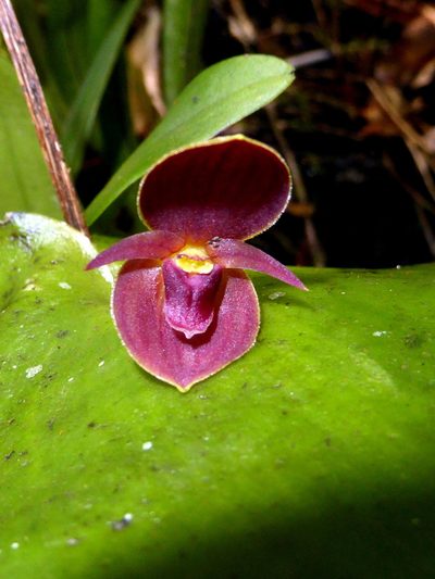 Pleurothallis cardiothallis, photographed by Kai Squires