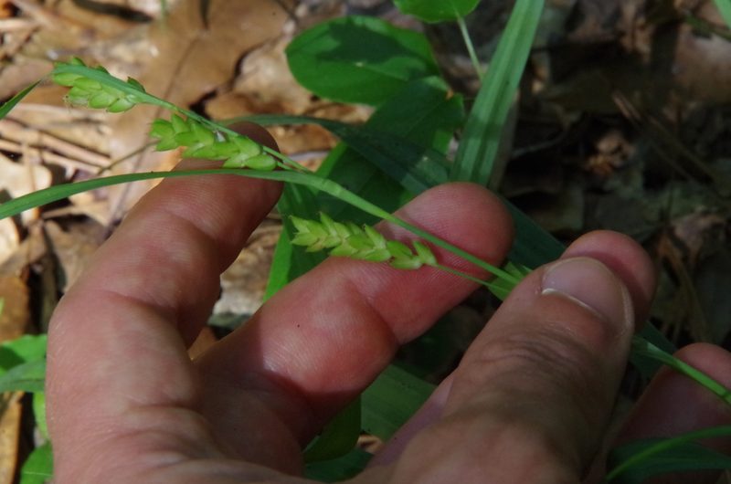 Carex flaccosperma, photographed by Eric Knight