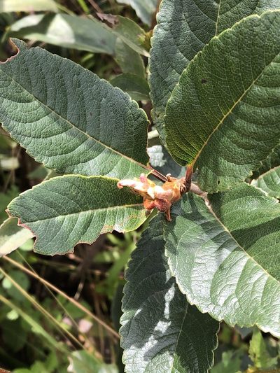 Hesperomeles ferruginea, photographed by Jared Shorma