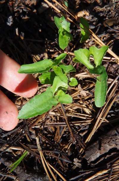 Viola palmata, photographed by Eric Knight