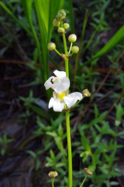 Sagittaria papillosa, photographed by Eric Knight