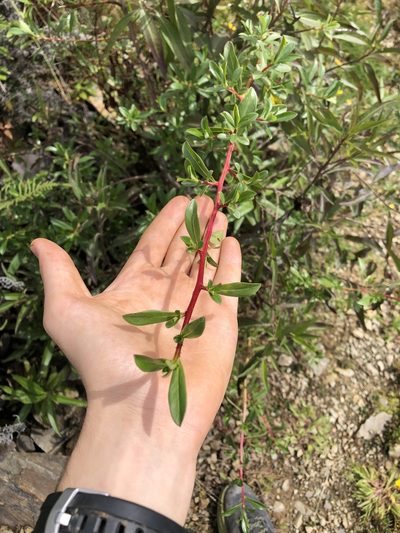 Escallonia resinosa, photographed by Jared Shorma