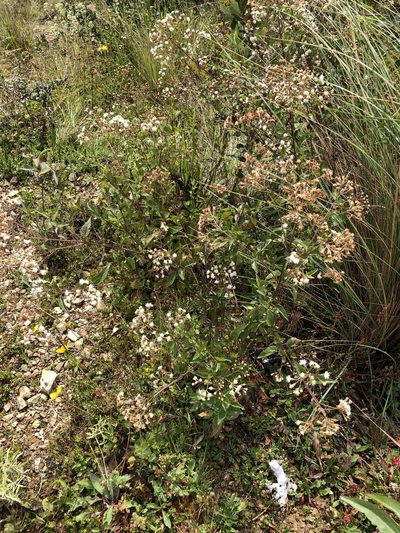 Ageratina tambillensis, photographed by Jared Shorma