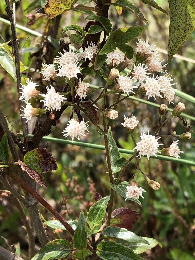 Ageratina tambillensis, photographed by Jared Shorma