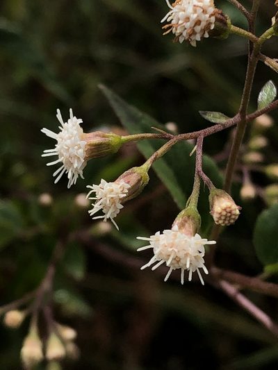 Ageratina tambillensis, photographed by Jared Shorma