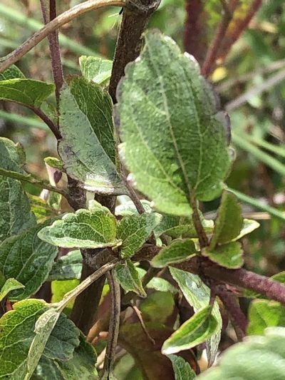 Ageratina tambillensis, photographed by Jared Shorma