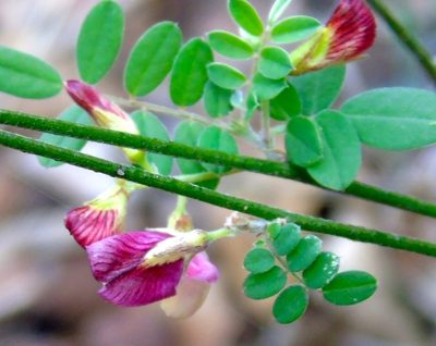 Coursetia caribaea, photographed by Francisco Farriols Sarabia