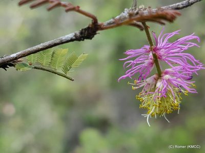 Dichrostachys tenuifolia, photographed by Romer N. Rabarijaona