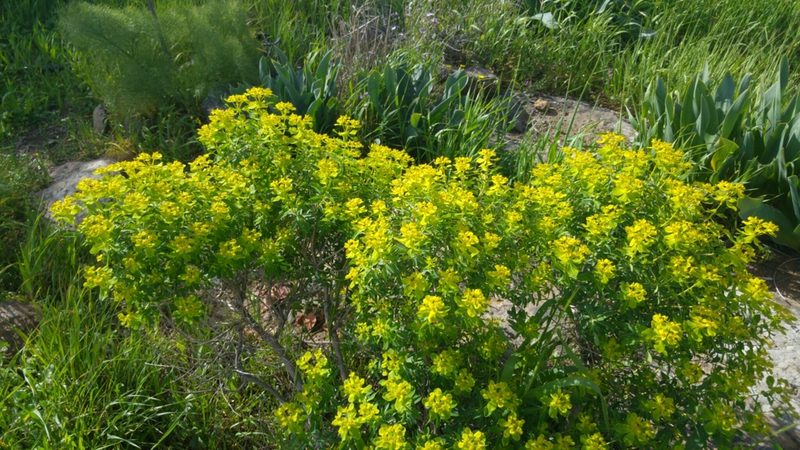 Euphorbia hierosolymitana, photographed by Mattia Menchetti