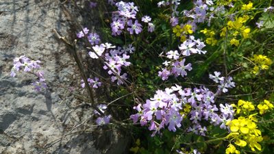Ricotia lunaria, photographed by Mattia Menchetti
