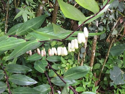 Polygonatum arisanense, photographed by teresa lo