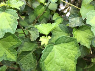 Urena procumbens, photographed by teresa lo