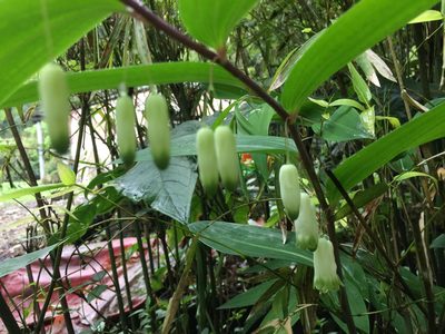 Polygonatum arisanense, photographed by teresa lo