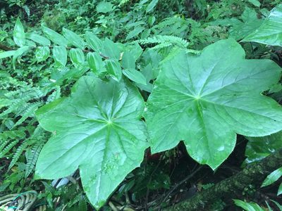 Podophyllum pleianthum, photographed by teresa lo