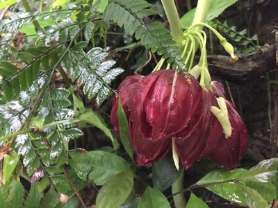 Podophyllum pleianthum, photographed by teresa lo