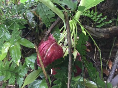 Podophyllum pleianthum, photographed by teresa lo
