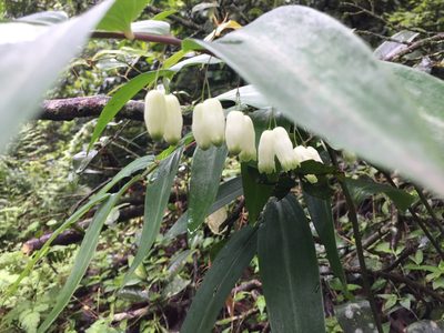 Polygonatum arisanense, photographed by teresa lo
