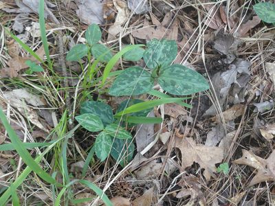 Trillium ludovicianum, photographed by eamonccorbett