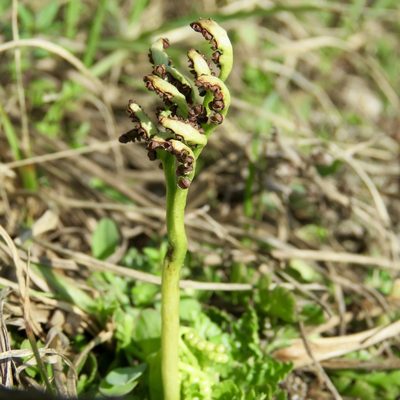 Sceptridium lunarioides, photographed by Laura Clark