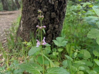 Stachys bullata, photographed by Karen Kincy