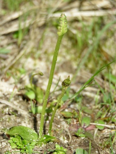 Ophioglossum crotalophoroides, photographed by Laura Clark
