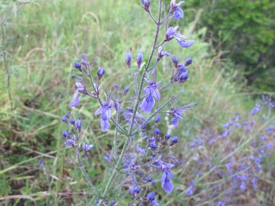 Teucrium orientale, photographed by Grzegorz Grzejszczak