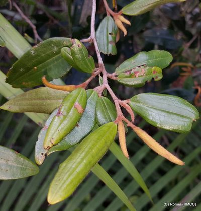 Sarcolaena oblongifolia, photographed by Romer N. Rabarijaona