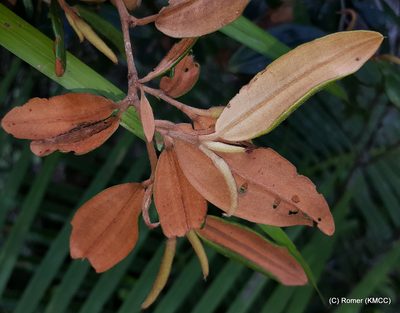 Sarcolaena oblongifolia, photographed by Romer N. Rabarijaona