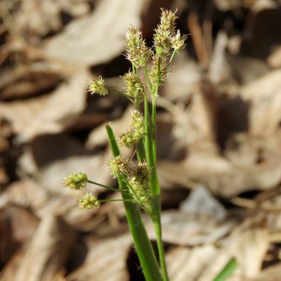 Luzula bulbosa, photographed by Laura Clark