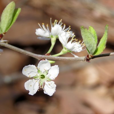 Prunus gracilis, photographed by Laura Clark