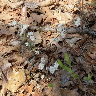 Prunus gracilis, photographed by Laura Clark