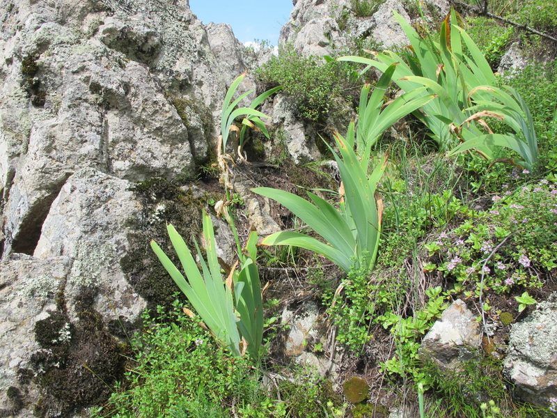 Iris imbricata, photographed by Grzegorz Grzejszczak