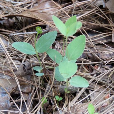 Clematis carrizoensis, photographed by Laura Clark