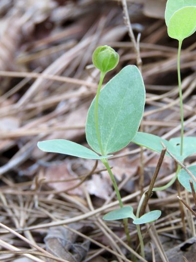 Clematis carrizoensis, photographed by Laura Clark